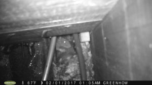 Rat in pipe chase on sewer line