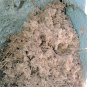 Carpenter Ant Frass