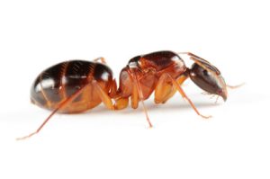 Carpenter ant problem