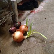 Onions on kitchen floor