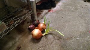 Onions on kitchen floor