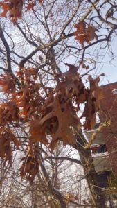 Oak leaves hanging on well into late fall and winter.