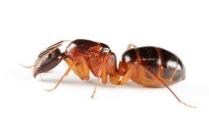Carpenter-Ant-Problem