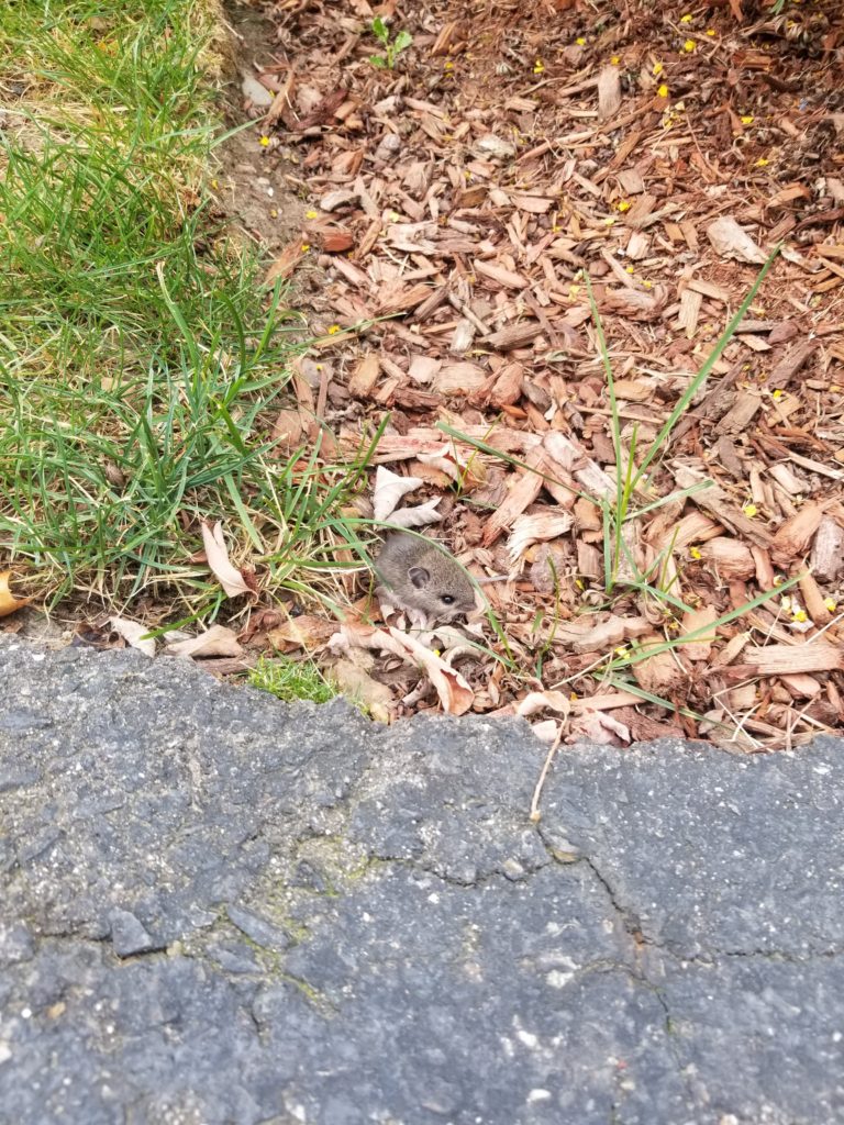 Mice entering homes in the fall. GreenHow Pest and Termite Control Boston