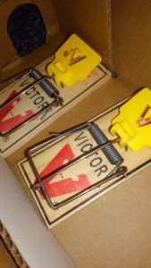 Pair of mouse snap traps in a cardboard box