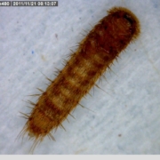 Black carpet beetle larva 