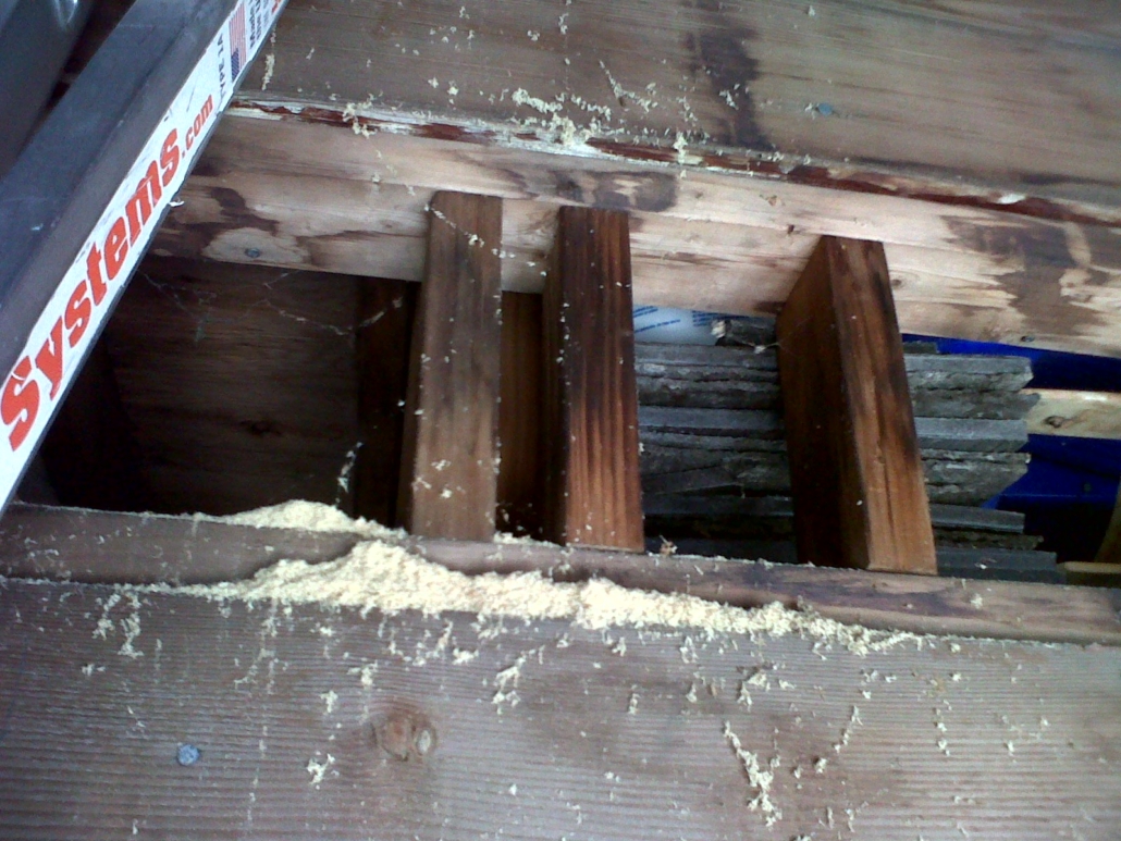 Heavy carpenter frass in garage roof