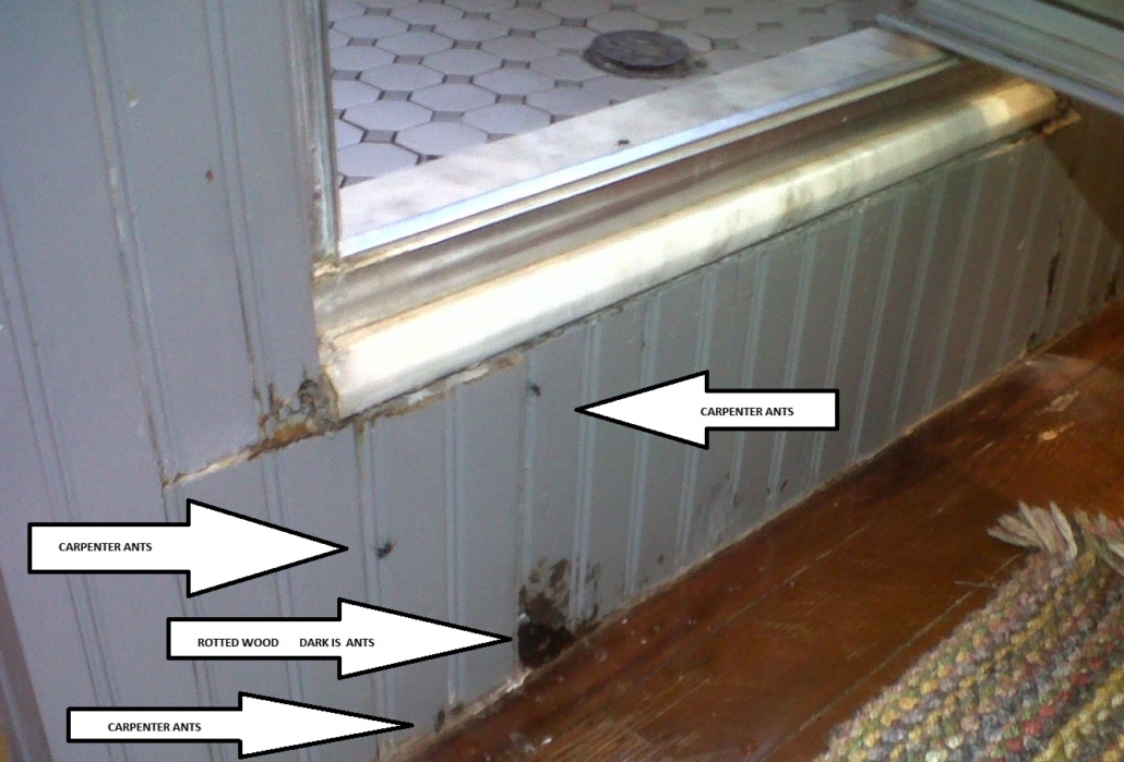 Carpenter ants in leaking shower pan