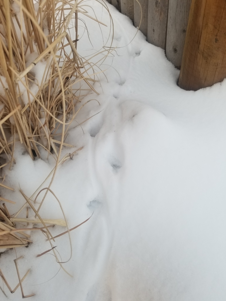 Rat tracks visible in the snow, including the tail drag.