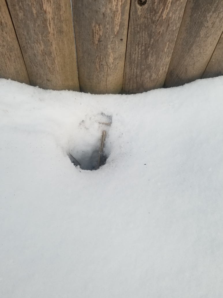 Rat burrow visible in the snow