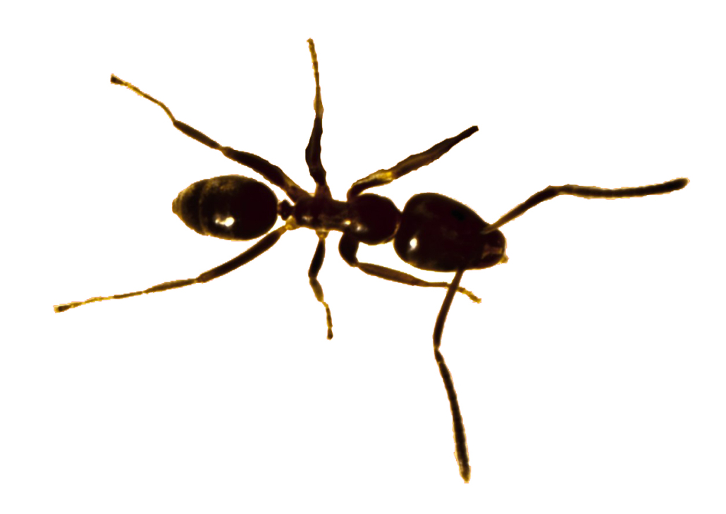 Argentinve ants