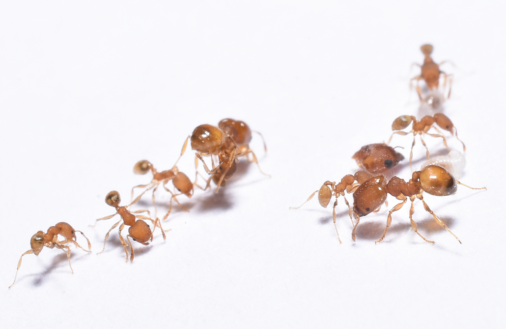 Bid-headed ants