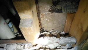 Carpenter ants in tub frame