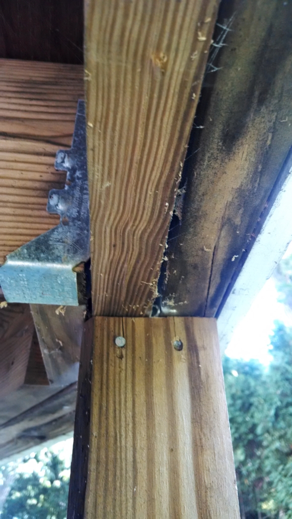 Carpenter ant frass stuck in webbing under sistered deck joist ants are infesting