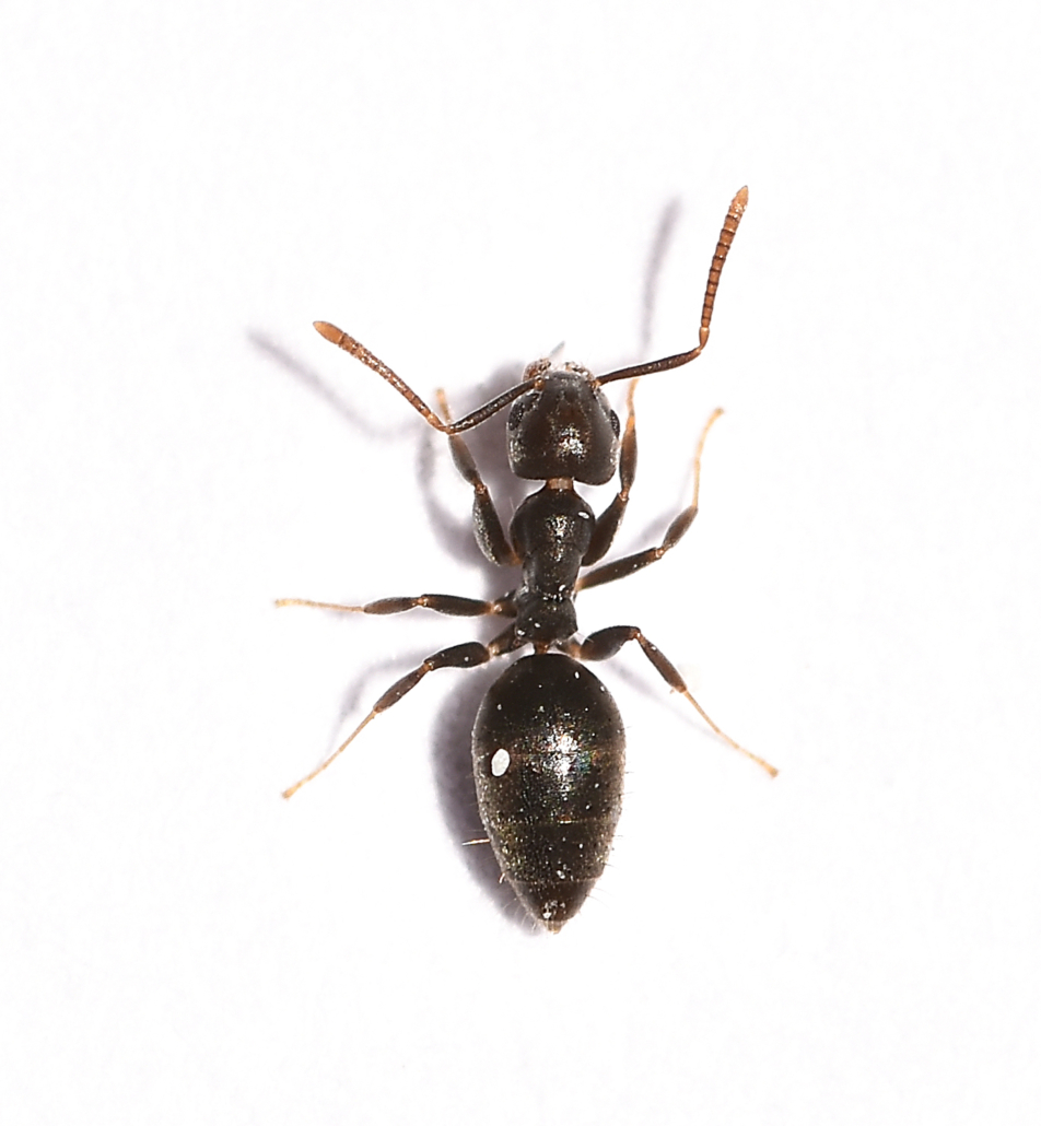 White-footed ants