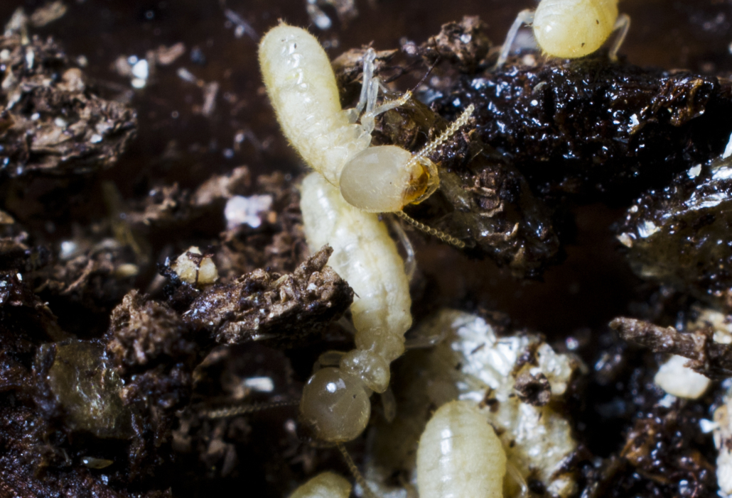 Eastern subterranean termite worker close up