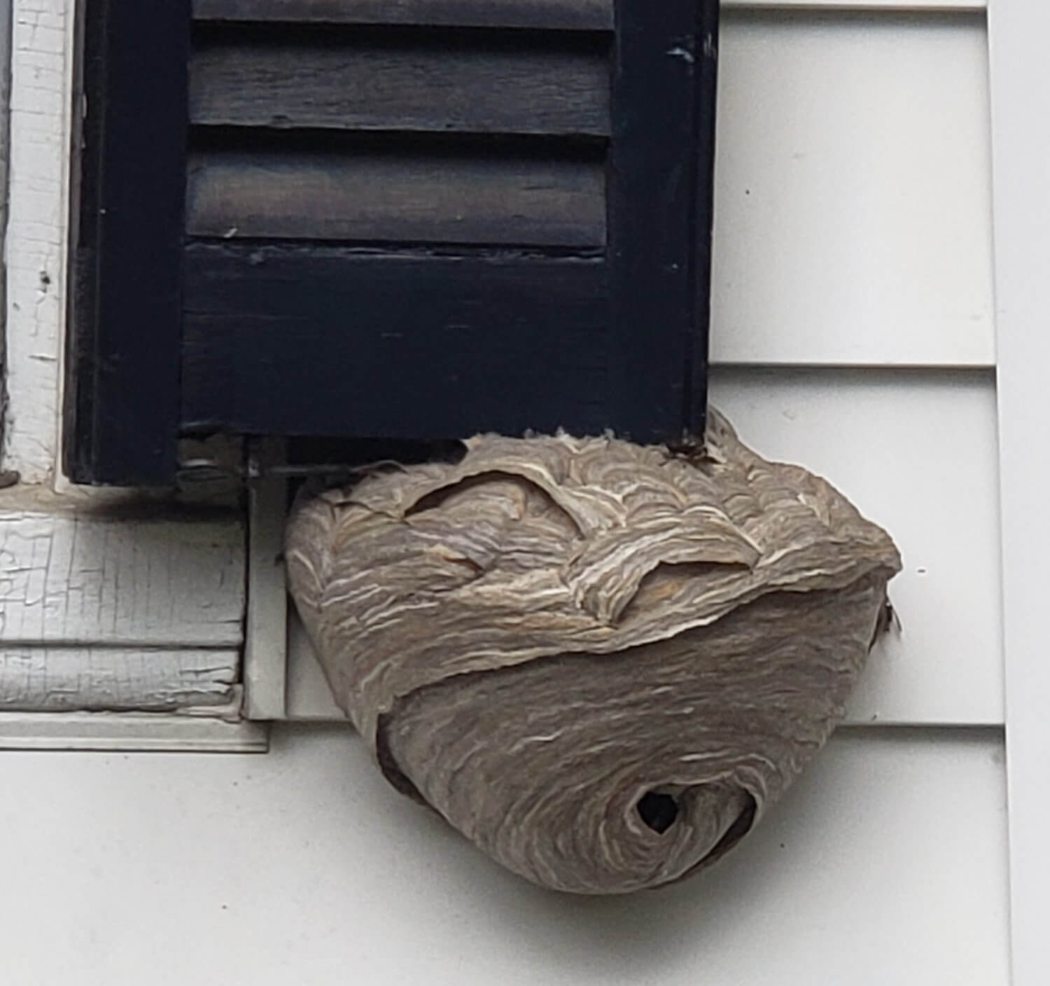 Yellow jacket nests are large at the end of the season. GreenHow Pest