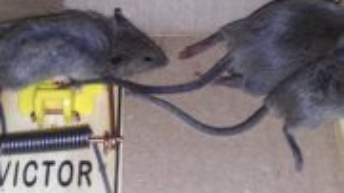 Jumbo Rat Snap Traps