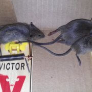 2 mice on one snap trap