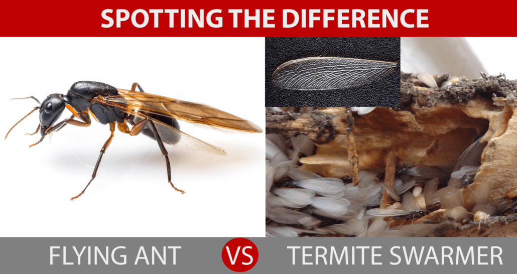 How to Get Rid of Flying Termite Swarmers