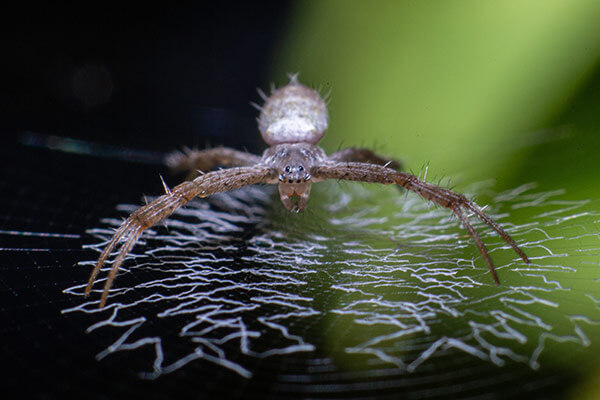 Barn Spider Control Services - Barn Spider Exterminators