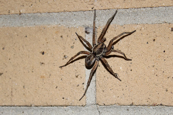 Barn Spider Control Services - Barn Spider Exterminators