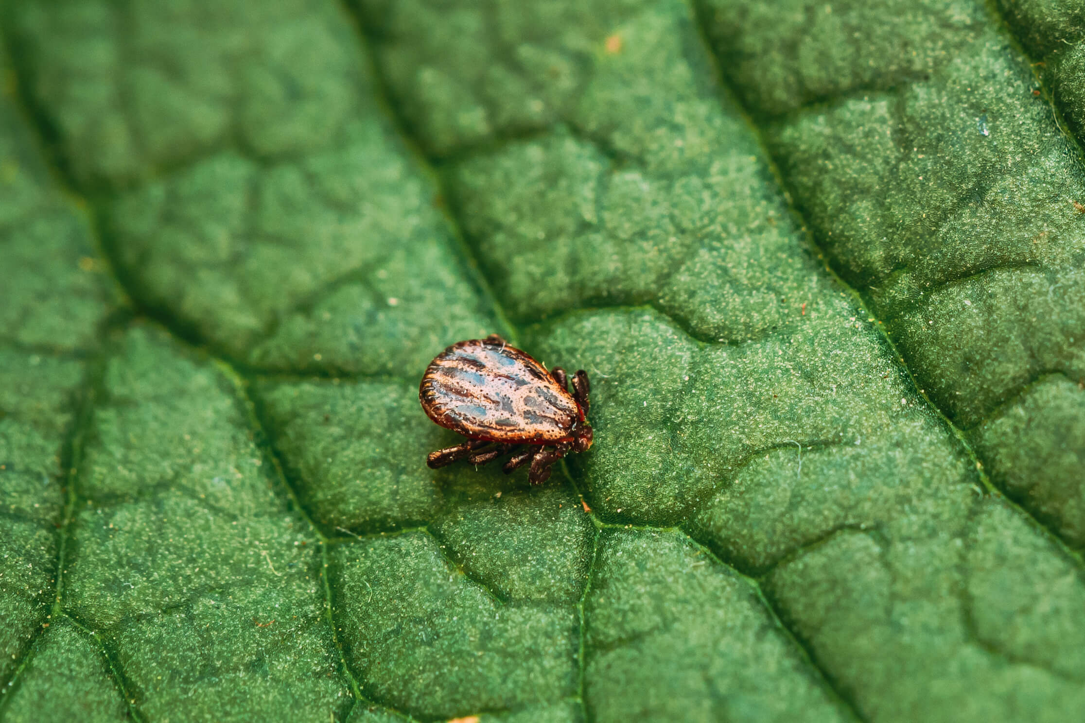 Where do Ticks Live & When are They Most Active? GreenHow Pest and