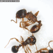 ants with barbs on the thorax