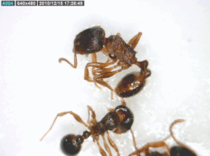 ants with barbs on the thorax