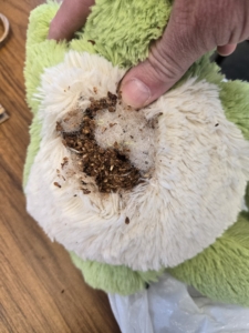 Detail of stuffing in stuffed animal being eaten by drugstore beetles