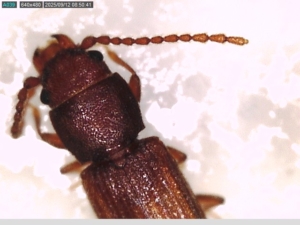 Drugstore beetle top view