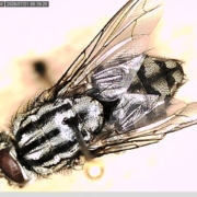 House fly resting on a surface, showing the four dark thoracic stripes and red compound eyes typical of Musca domestica