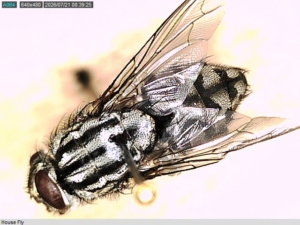 House fly resting on a surface, showing the four dark thoracic stripes and red compound eyes typical of Musca domestica