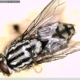 House fly resting on a surface, showing the four dark thoracic stripes and red compound eyes typical of Musca domestica