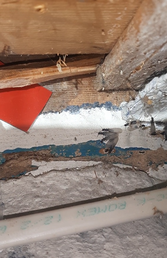 Eastern subterranean termite swarmers visible on the narrow sill. Electrical lines, plaster, and limited clearance demonstrate the restricted inspection and treatment conditions at this site.